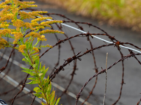 バラ線 Images Browse 70 Stock Photos Vectors And Video Adobe Stock