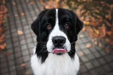 funny dog waiting for a treat, close up wide angle portrait