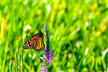 monarch butterfly sipping nectar from a purple flower in bloom in a field of green grass