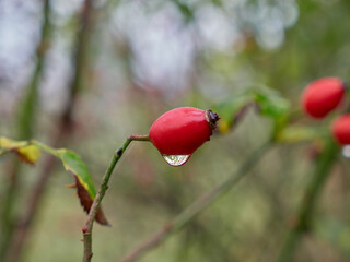 Rose hip in the morning