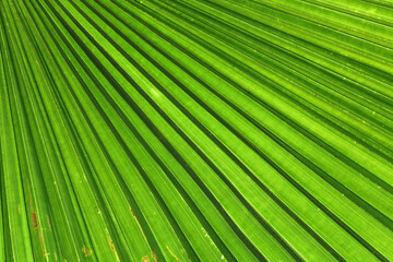 Obraz premium Striped of palm leaf, Abstract green texture background