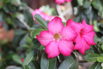 Pink flower Adenium Obesum plant with green leaves