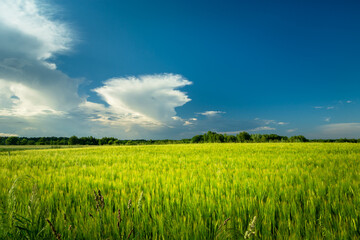 Green grain and clouds on a blue sky