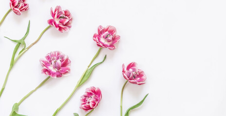 Obraz na płótnie Canvas Pink tulip flowers on white background. Springtime. Spring flowers. Top view with copy space.