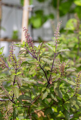 Holy basil, Sacred basil. Thai basil , Ocimum sanctum L ,Green leaves and small flowers of Ocimum tenuiflorum or Ocimum sanctum ( Thai basil, tulsi)