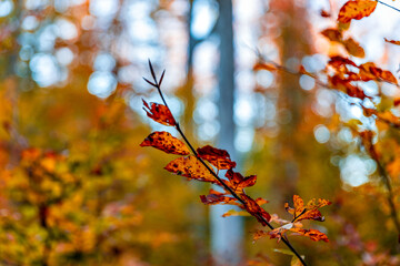 Colorful autumn trees in Lausanne Sauvabelin, Switzerland