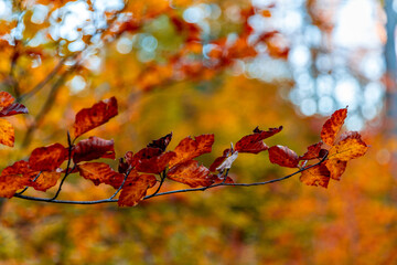 Colorful autumn trees in Lausanne Sauvabelin, Switzerland