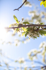 A branch with cherry blossoms in the sun