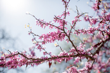 A branch with pink flowers in the rays of the sun