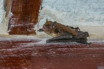 Molossus bat perched on the roof wood