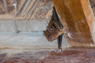 Molossus bat hanging on the roof wood