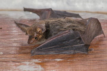 Tropical Big-eared Brown Bat (Histiotus velatus) 