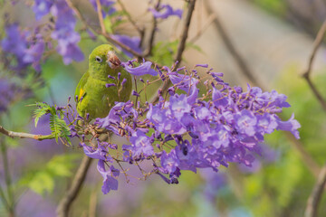 Yellow-chevroned Parakeet and the flowers of Jacaranda 