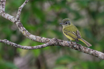 Yellow-olive Flycatcher (Tolmomyias sulphurescens) perched on branch
