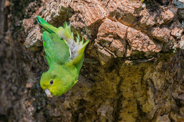 Blue-winged Parrotlet (Forpus xanthopterygius) checking a tree