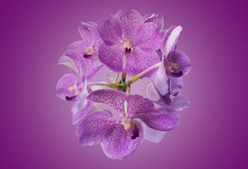 Naklejka na ściany i meble Isolated vanda and hybrid orchid flower with clipping paths.
