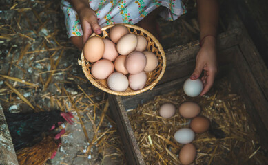 The child picks up the eggs in the chicken coop. Selective focus. © yanadjan