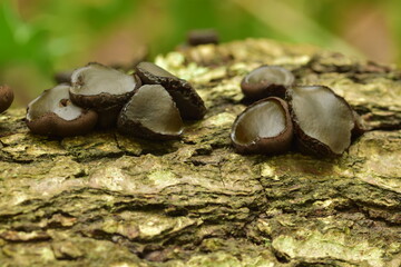 Black bulgar fungi