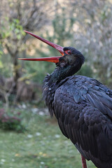 black stork released in the wild park