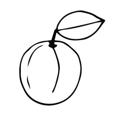 Apricot vector illustration, hand drawing doodle