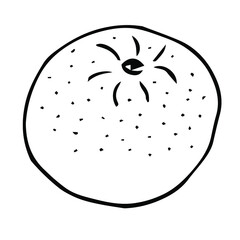 Orange vector illustration, hand drawing doodle