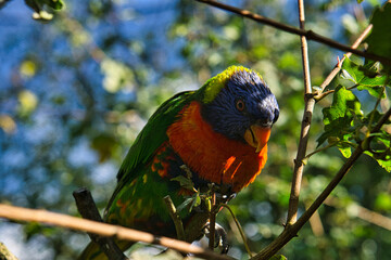 a colorful lori in the branches. loris are a species of parrot