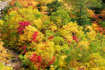 北海道秋の風景　十勝岳連峰の紅葉