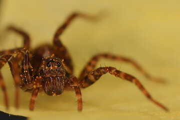 spider jumper macro, arachnophobia, beautiful jumping spider, poisonous spider
