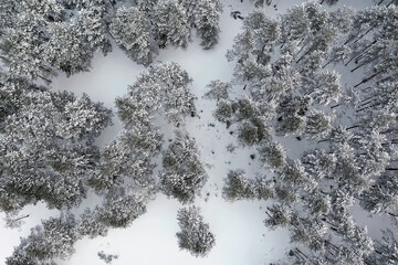 panorama winter forest landscape snow, abstract seasonal view of taiga, trees covered with snow
