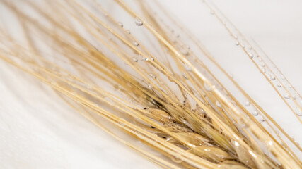 Gold dry wheat spikes with droplet close-up on white background. Agriculture cereals crops seeds...