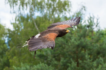 red tailed hawk in flight