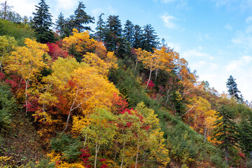 Obraz premium 北海道秋の風景 十勝岳連峰の紅葉