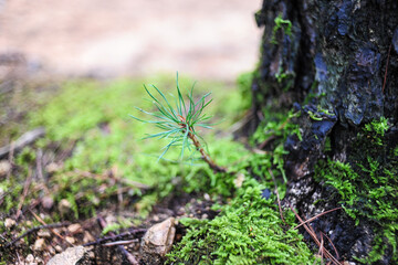 fresh young pine tree growing