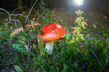 A beautiful fly agaric mushroom, Venetian Alps, Italy