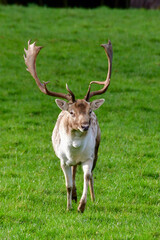 stag on the grass