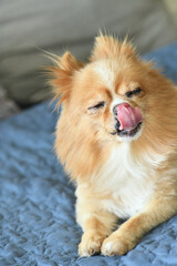 Pomeranian dog pet animal cute pretty small breed dog brown puppy 