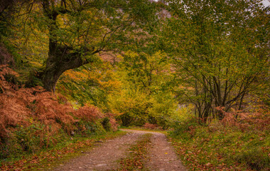 Autumnal path in a forest in Asturias, Spain.