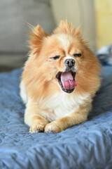 Pomeranian dog pet animal cute pretty small breed dog brown puppy 