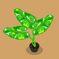 Alocasia macrorrhizos, Alocasia serendipity 
variegated Illustration vector spotted leaves in a pot
 with shadows on a brown background.
For illustration, menu, 
food, dessert, card, poster, public re