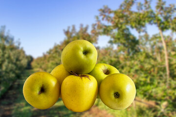 Pommes Golden sur fond de pommiers en flou