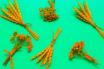 Spikelets of wheat in the field. The concept of agriculture. Collective farm field. Close-up. top view.
