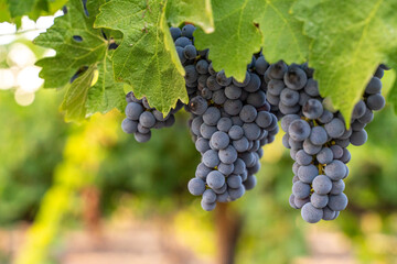 blue grapes on a bush, late summer, blurred background, selective focus.