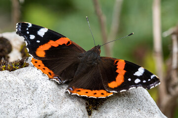 red admiral butterfly
