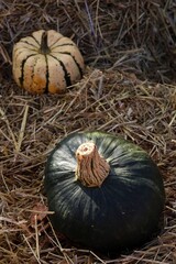 pumpkin on the ground © Dorota