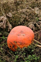 orange cap boletus © Dorota