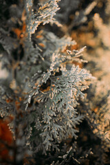 close up of a moss