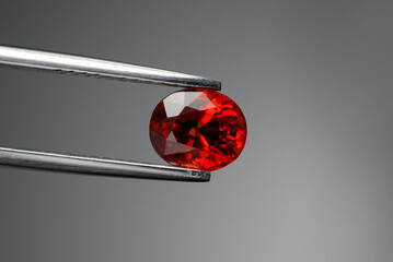 Songea natural red sapphire gemstone. Beryllium treated, color enhanced natural mined corundum. Clean, transparent precious gem setting for making jewelry. Holded in tweezers on gray background