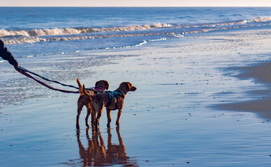 Two Serbian Hound dogs stand on the edge of a beach restrained by good training and harnesses with...