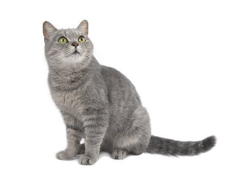 Portrait of cute gray cat on white background.