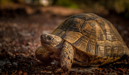 Obraz premium A wild common tortoise on a lane in the early morning sunlight with a blurred background.